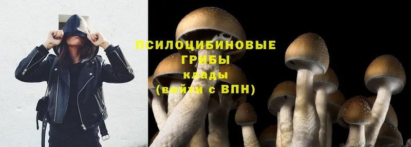 Псилоцибиновые грибы Magic Shrooms  Саранск 